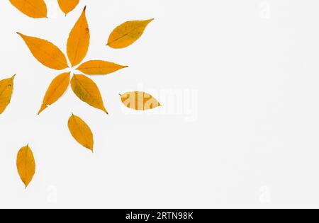 Foglie autunnali isolate sullo sfondo bianco. Foto Stock