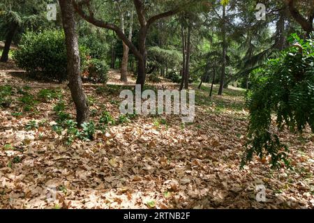 Foglie marroni secche sotto gli alberi sul terreno all'interno della foresta. Sfondo concettuale per la stagione autunnale. Foto Stock