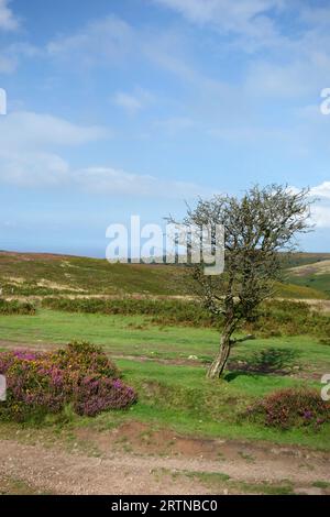 Quantock Hills area of Outstanding Natural Beauty on the Macmillan Way West Footpath, Somerset, Inghilterra, Regno Unito a settembre Foto Stock