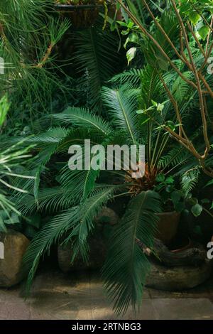 diverse piante tropicali in una vecchia serra Foto Stock