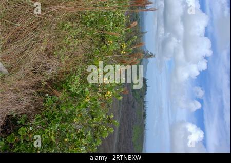 Vista panoramica sulla Valle di Kalalau, Kauai, Hawaii - Stati Uniti d'America Foto Stock