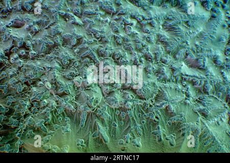 L'immagine presenta la salsa di soia cristallizzata, fotografata attraverso il microscopio a luce polarizzata con un ingrandimento di 100X. Foto Stock