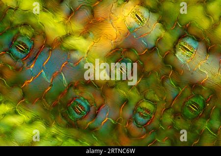 L'immagine presenta stomata nell'epidermide delle foglie di Spathiphyllum, fotografata attraverso il microscopio in luce polarizzata con un ingrandimento di 200X Foto Stock