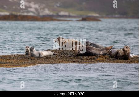 Seals, Ebridi esterne, Scozia Foto Stock