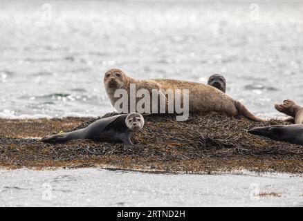 Seals, Ebridi esterne, Scozia Foto Stock