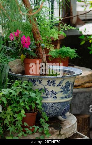 diverse piante tropicali in una vecchia serra Foto Stock