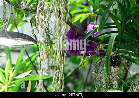 l'orchidea viola fiorisce in una serra Foto Stock