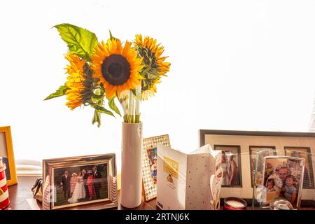 Un vaso di girasoli tagliati in vaso su un davanzale con foto di famiglia e un biglietto di compleanno Foto Stock