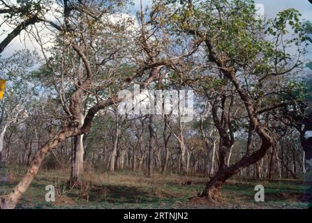 Foresta di Mudumalai, Tamil Nadu, India. Foto Stock