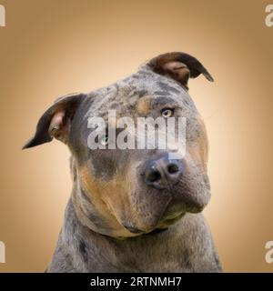 Vista ravvicinata frontale di un cane bullo americano XL, testa angolata su un lato, che guarda direttamente la fotocamera, sembra carino. Foto Stock