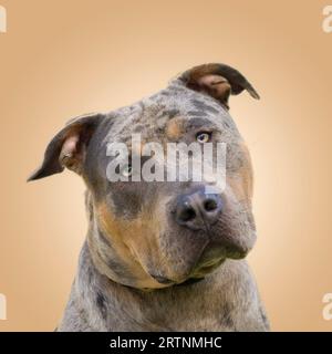 Vista ravvicinata frontale di un cane bullo americano XL, testa angolata su un lato, che guarda direttamente la fotocamera, sembra carino. Foto Stock