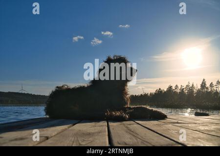 Cane Goldendoodle su un molo vicino a un lago in Svezia. Natura in Scandinavia con un animale domestico. Passerella in legno in primo piano Foto Stock