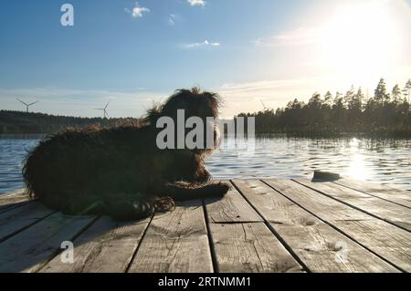 Cane Goldendoodle su un molo vicino a un lago in Svezia. Natura in Scandinavia con un animale domestico. Passerella in legno in primo piano Foto Stock