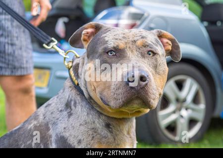 Vista ravvicinata frontale di un cane bullo americano XL che indossa il colletto, su una pista tenuta dal proprietario. I cani ora purtroppo classificati come razze vietate. Foto Stock