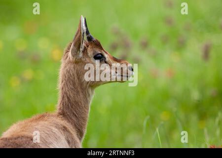 Gazzella di montagna (gazzella di montagna). Fotografato in Israele. La gazzella di montagna è la gazzella più comune in Israele, che risiede in gran parte in tre aree Foto Stock