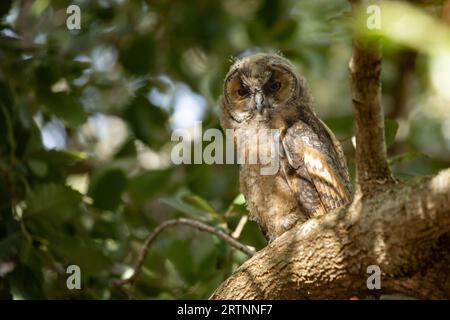 Il gufo dalle orecchie lunghe (Asio otus), noto anche come gufo dalle orecchie lunghe settentrionali o, più informalmente, come gufo corno minore o gufo gatto, è di medie dimensioni Foto Stock