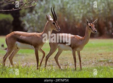 Gazzella di montagna (gazzella di montagna). Fotografato in Israele. La gazzella di montagna è la gazzella più comune in Israele, che risiede in gran parte in tre aree Foto Stock