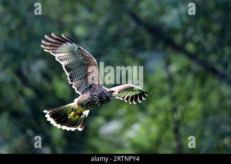 Olomouc, Repubblica ceca. 14 settembre 2023. Il falco di Harris che vola in una stazione di osservazione degli uccelli a Olomouc, nella Repubblica Ceca. Il falco di Harris (Parabuteo unicinctus) dal 1980 circa, i falchi di Harris sono stati sempre più utilizzati nella falconeria. I falchi di Harris addestrati sono stati utilizzati per l'abbattimento degli uccelli da esperti di falconeria in Canada e negli Stati Uniti in varie località, tra cui aeroporti, resort, discariche e siti industriali. (Immagine di credito: © Slavek Ruta/ZUMA Press Wire) SOLO USO EDITORIALE! Non per USO commerciale! Foto Stock