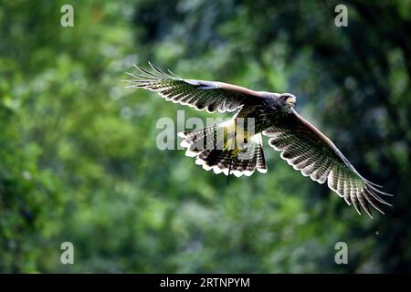 Olomouc, Repubblica ceca. 14 settembre 2023. Il falco di Harris che vola in una stazione di osservazione degli uccelli a Olomouc, nella Repubblica Ceca. Il falco di Harris (Parabuteo unicinctus) dal 1980 circa, i falchi di Harris sono stati sempre più utilizzati nella falconeria. I falchi di Harris addestrati sono stati utilizzati per l'abbattimento degli uccelli da esperti di falconeria in Canada e negli Stati Uniti in varie località, tra cui aeroporti, resort, discariche e siti industriali. (Immagine di credito: © Slavek Ruta/ZUMA Press Wire) SOLO USO EDITORIALE! Non per USO commerciale! Foto Stock