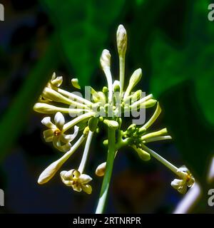 Fiori su un albero di papaya maschio (Carica papaya) Foto Stock