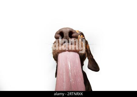 Ritratto cane da cucciolo affamato che lecca le labbra con una grande lingua. Isolato su sfondo bianco Foto Stock