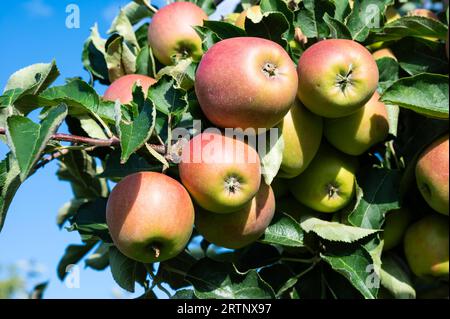 Mele Jonagold mature su un albero al sole, Hakendover, Brabante fiammingo, Belgio Foto Stock