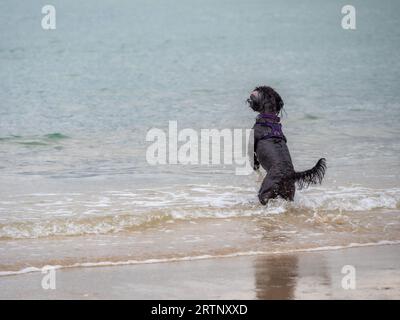 Un cockapoo nero in piedi sulle gambe posteriori sulla spiaggia con il mare che lambisce ai suoi piedi Foto Stock
