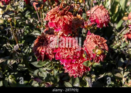 Dahlia che muoiono dopo una gelata Foto Stock