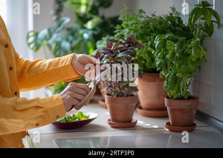 Abbinalo a forbici vintage e taglia le foglie di basilico biologico che crescono in una pentola di argilla sul tavolo da cucina per cucinare Foto Stock