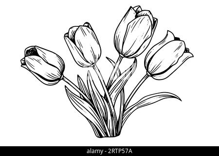 Arte disegnata a mano dei rami di tulipani. Fiore isolato su sfondo bianco. Illustrazione vettoriale vintage. Illustrazione Vettoriale