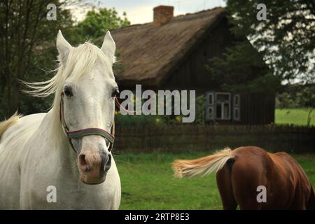 SIERPC, POLONIA - 25 agosto 2017: Un cavallo bianco con i capelli che volano al vento di fronte a una rustica stalla con tetto di paglia. Foto Stock