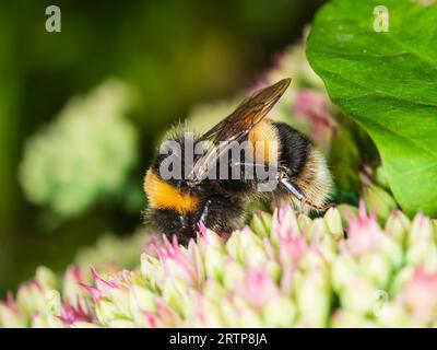 Bumble Bee dalla coda bianca lavoratrice femminista, Bombus lucorum, che dà da mangiare ai fiori di Hylotelephium spectabilis in un giardino del Regno Unito Foto Stock