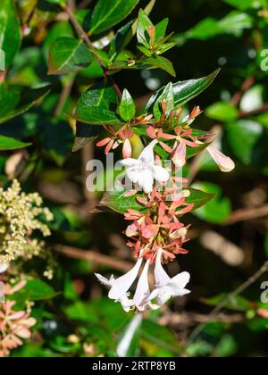 Fiori bianchi e calici rossi dell'arbusto sempreverde, dalla tarda estate all'autunno fiorito, Abelia x grandiflora Foto Stock