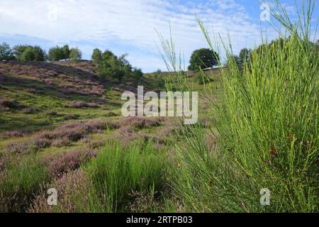 Il paesaggio mozzafiato della brughiera di Posbank, Paesi Bassi. Una scopa comune verde chiaro cresce davanti Foto Stock