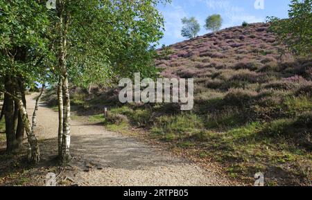 A sinistra una betulla, a destra una collina viola. La bellezza mozzafiato della Posbank nei Paesi Bassi quando l'erica è in fiore Foto Stock