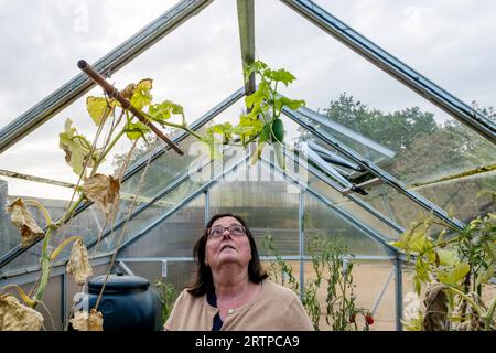 Donna che guarda due cetrioli che sono cresciuti appesi dal tetto della sua serra. Foto Stock