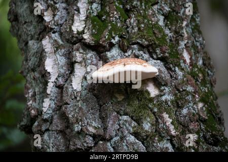 Birkenporling, Birken-Porling, Birkenporlinge, Birken-Porlinge, Birkenzungenporling, Birkenschwamm, Birken-Hautporling, Ötzipilz, am Stamm einer Birke Foto Stock