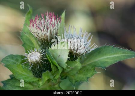 Kohl-Kratzdistel, Kohldistel, Kohl-Kratz-Distel, Kohlkratzdistel, Kratzdistel, Distel, Cirsium oleraceum, Cardo di cavolo, Cardo siberiano, le CIRSE Foto Stock