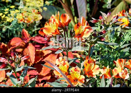 primo piano dell'alstroemeria arancione aurea graham. Foto Stock