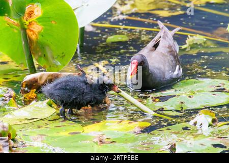 Moorhen, Gallinula chloropus, nutrire la giovane ragazza. Sussex, Regno Unito Foto Stock
