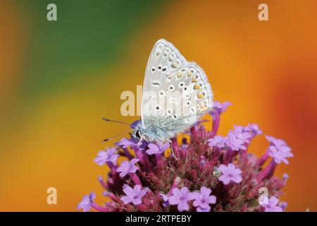 Common Blue Butterfly, Polyommatus icarus, Sussex, Regno Unito Foto Stock
