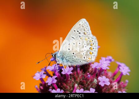 Common Blue Butterfly, Polyommatus icarus, Sussex, Regno Unito Foto Stock