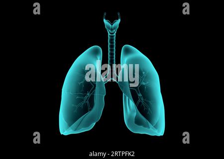 illustrazione 3d dei polmoni umani simulazione realistica dei raggi x isolata sul nero Foto Stock