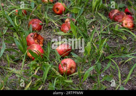 Mela marcio a terra, mela tirolese, alto Adige, Italia Foto Stock