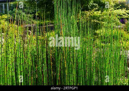 Equisetum hyemale, con gambi e steli cavi di colore verde scuro Uniti verticalmente e fino a 0,91 m di altezza. Foto Stock