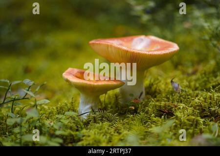 Vista ravvicinata di due funghi (Russula), foto macro. Foto Stock