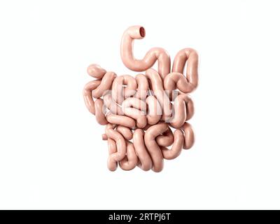 illustrazione 3d dell'organo interno umano - intestino tenue. Intestino tenue isolato su bianco Foto Stock