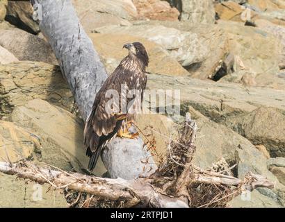 American Bald Eagle, Haliaeetus leucocephalus, single giovanile in spiaggia vicino a Juneau, Alaska, USA, 24 agosto 2023 Foto Stock