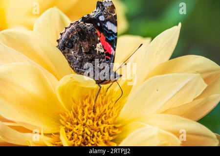 La farfalla dell'ammiraglio rosso indiano raccoglie il nettare su un primo piano di fiori gialli. Vanessa vulcania Foto Stock