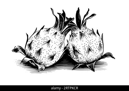 Pitaya o drago disegno a inchiostro disegnato a mano. Incisione illustrazione vettoriale in stile vintage. Illustrazione Vettoriale